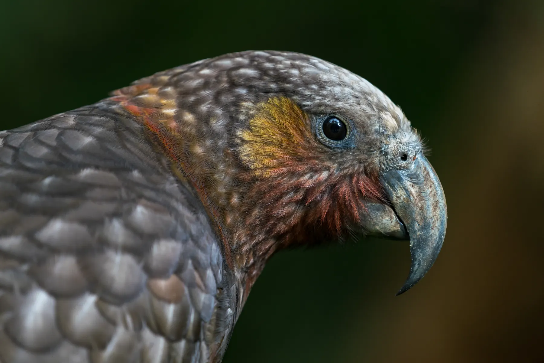 Birds of Great Barrier Island — Aotea Wildlife Guide